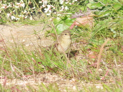 Phylloscopus collybita