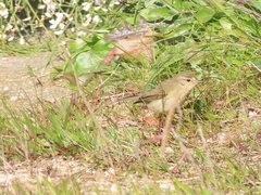 Phylloscopus collybita