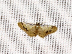 Idaea squamulata