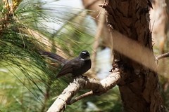 Rhipidura albicollis