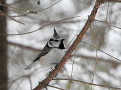 Lophophanes cristatus