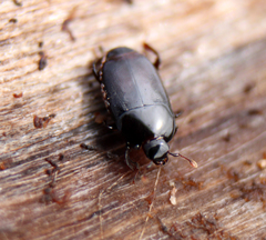 Platylomalus complanatus