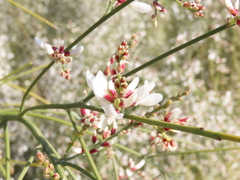 Retama monosperma