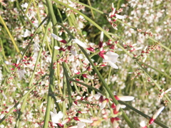 Retama monosperma