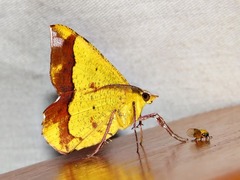 Erastria madecassaria