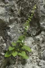 Campanula alliariifolia