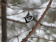 Lophophanes cristatus