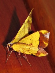 Erastria madecassaria