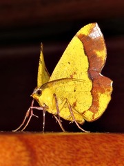 Erastria madecassaria