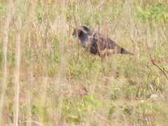 Sturnus unicolor