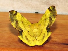 Erastria madecassaria