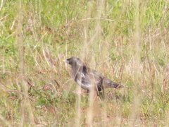 Sturnus unicolor