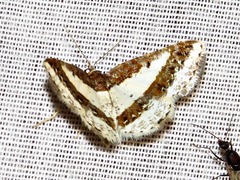 Ligdia pectinicornis