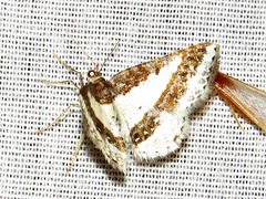 Ligdia pectinicornis