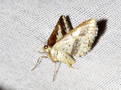 Ligdia pectinicornis