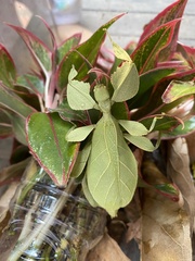 Cryptophyllium westwoodii