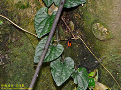 Clinterocera nigra