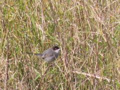 Curruca melanocephala
