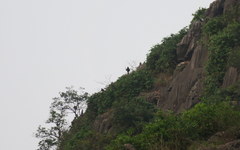 Trachypithecus delacouri