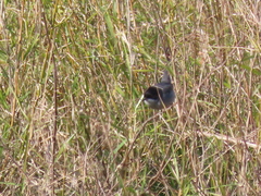 Curruca melanocephala