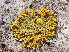 Xanthoria