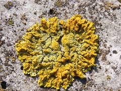 Xanthoria
