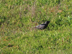 Sturnus unicolor