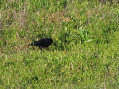 Sturnus unicolor