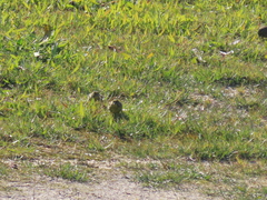 Serinus serinus