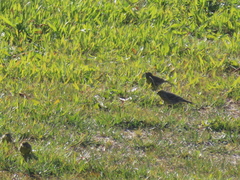 Serinus serinus