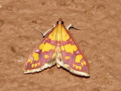 Stenochora lancinalis