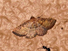 Cerynea thermesialis