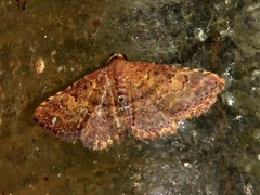 Cerynea thermesialis