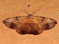 Hypopyra capensis