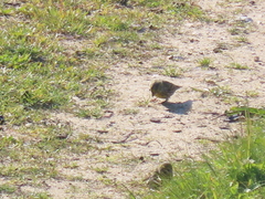 Serinus serinus