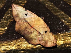 Hypopyra capensis