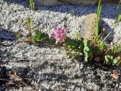 Indigofera imbricata