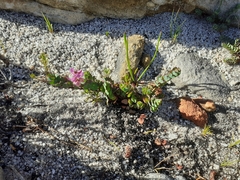 Indigofera imbricata