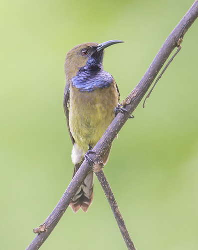 Príncipe Sunbird (Anabathmis hartlaubii) · iNaturalist