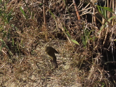 Phylloscopus collybita