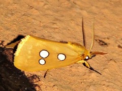 Rhanidophora cinctigutta