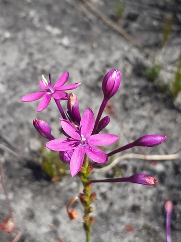 Image of Thereianthus minutus by (c) Brian du Preez, some rights reserved (CC BY-SA)