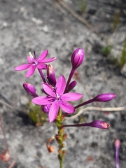 Thereianthus minutus