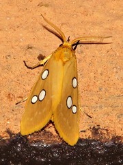 Rhanidophora cinctigutta