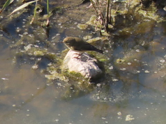 Phylloscopus collybita