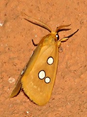 Rhanidophora cinctigutta