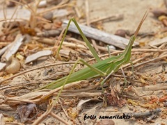 Acrida turrita