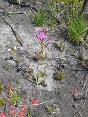 Thereianthus minutus