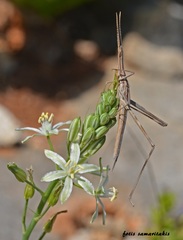 Acrida turrita