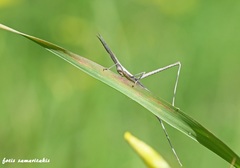 Acrida turrita